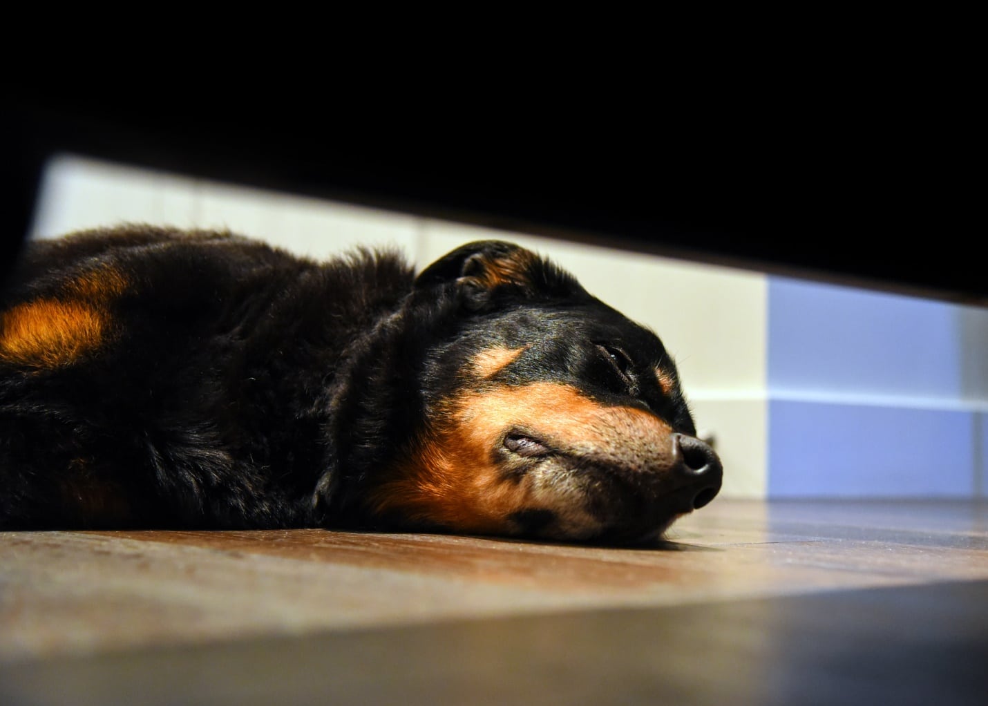 Rottweiler training with other dog