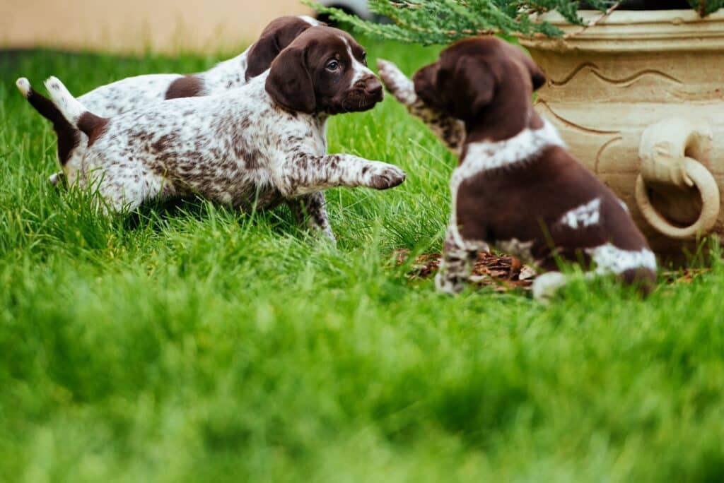 3 German Shorthaired puppies