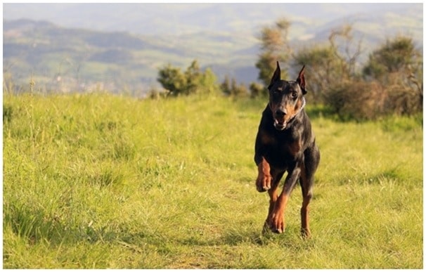 At what age should a Doberman start agility