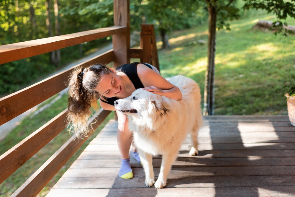 Great Pyrenees at home with owner