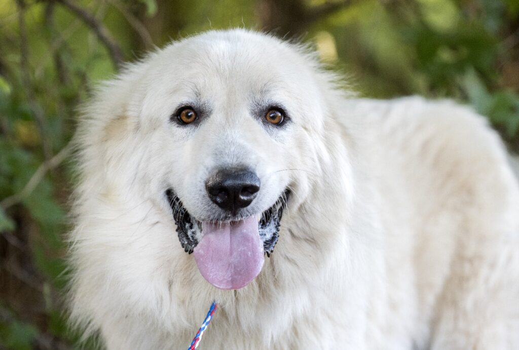 Adult Great Pyrenees