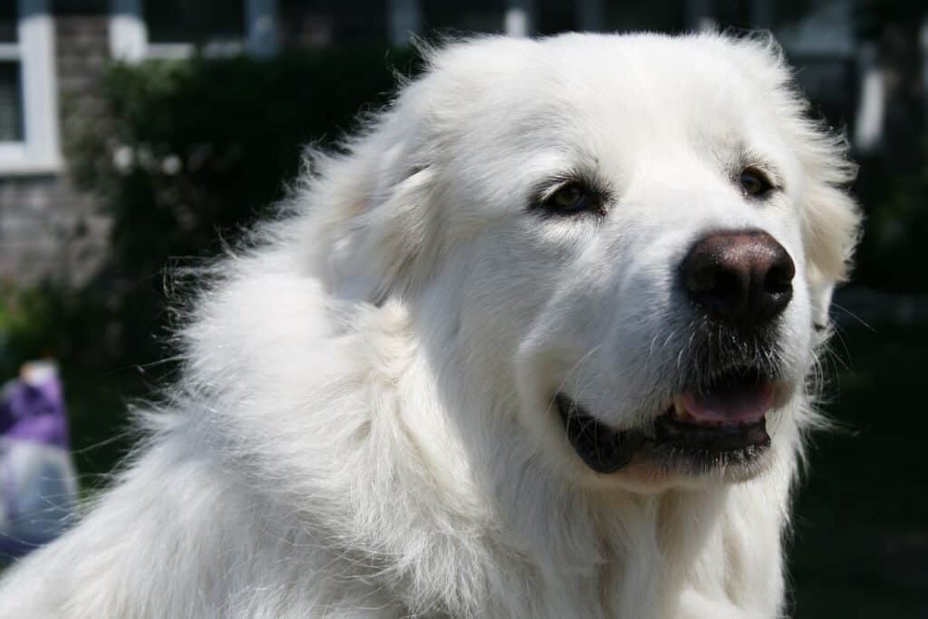 Adult Great Pyrenees