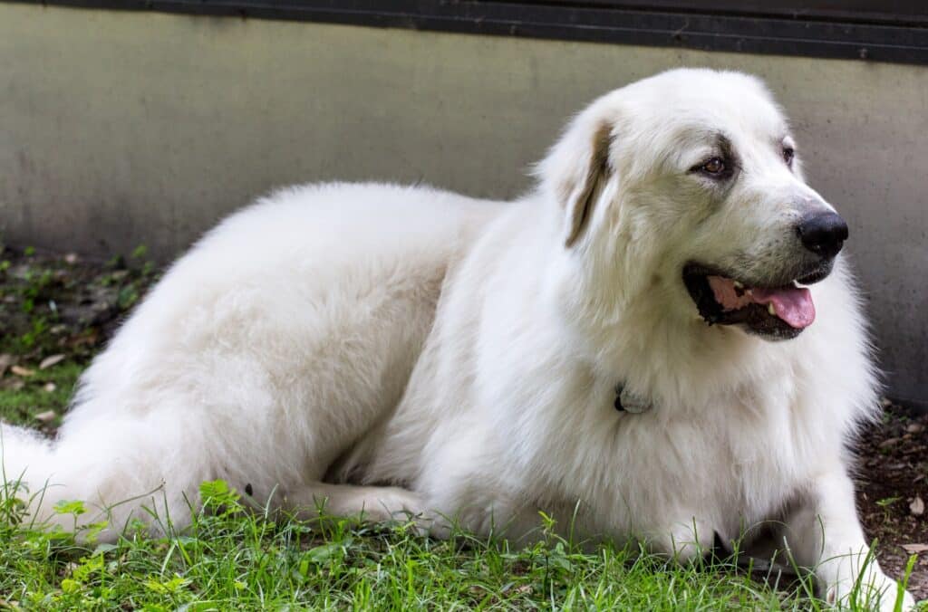 Adult Great Pyrenees relaxing