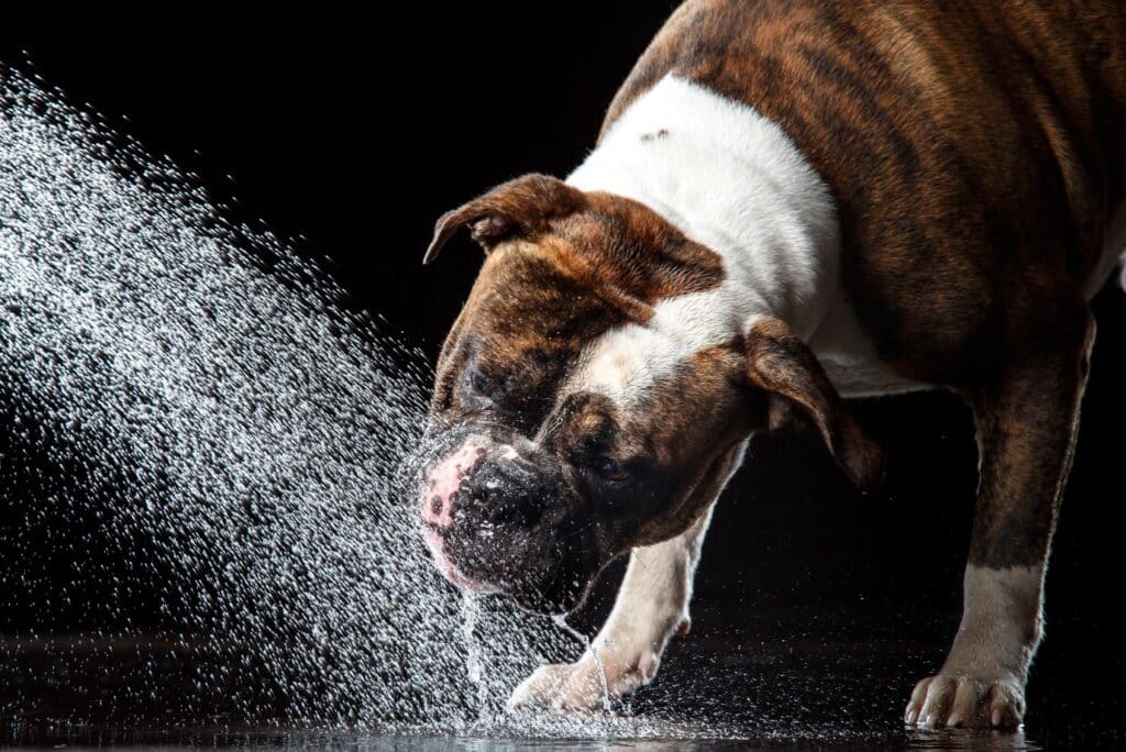 American Bulldog getting wet