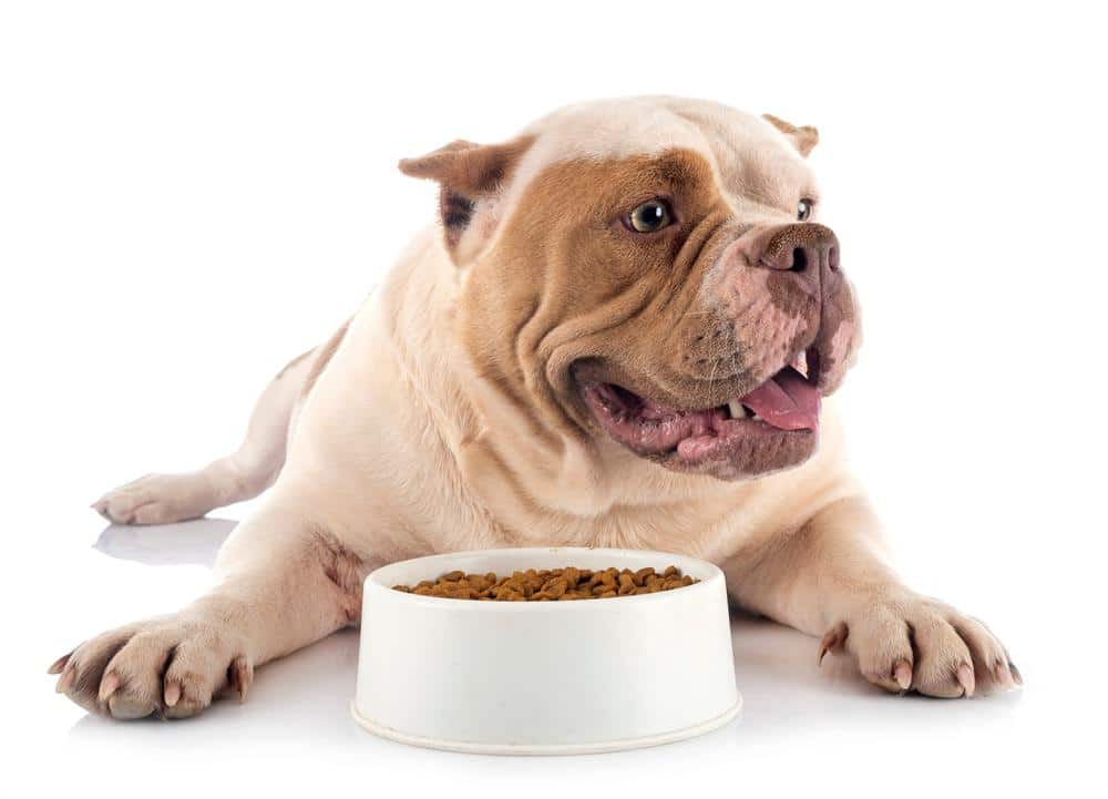 American Bulldog eating from bowl