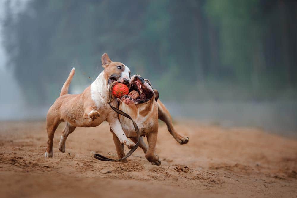 American Bulldog playing with dog