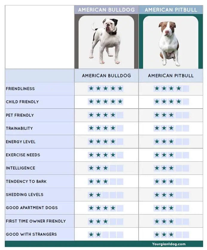 American Bulldog vs American Pitbull Comparison Table