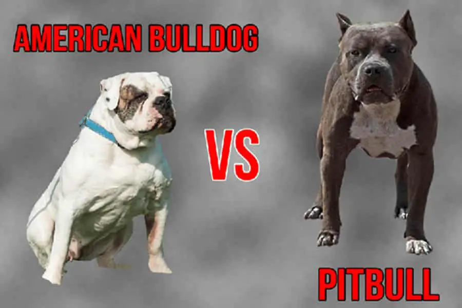 American Bulldog Vs Pitbull