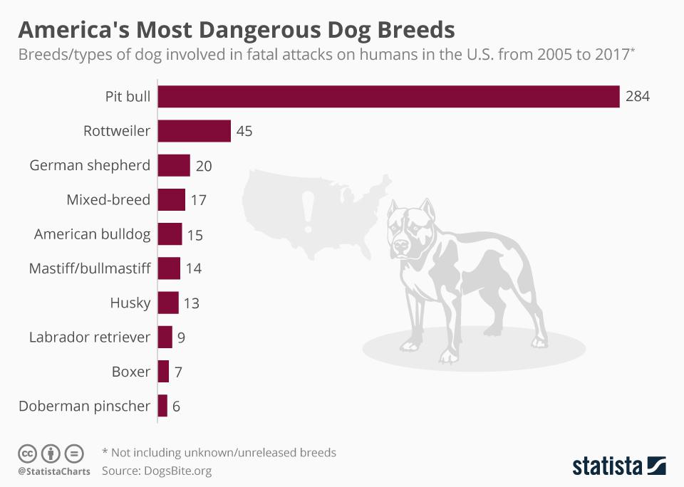 Most Dangerous Dog Breeds USA
