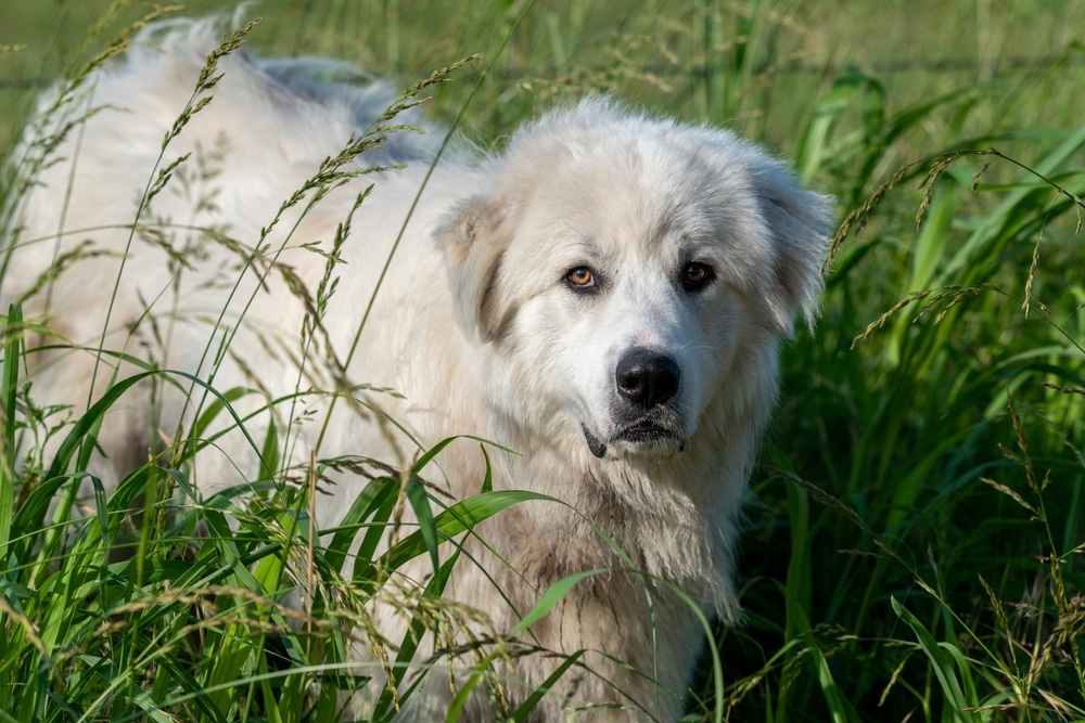 Anxious Great Pyrenees
