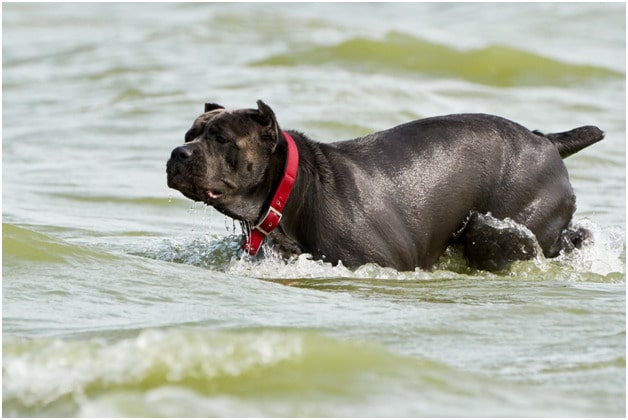 Cane Corso in water