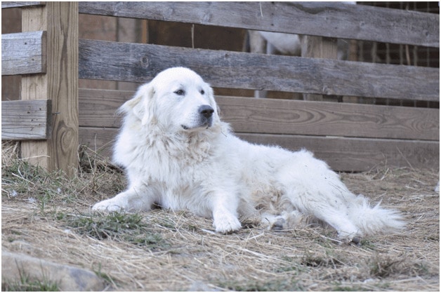 Great Pyrenees sitting near a wall