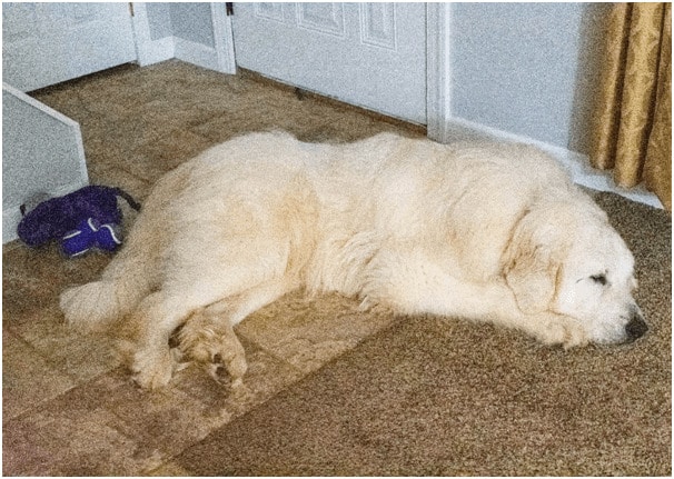 Great Pyrenees laying on a floor