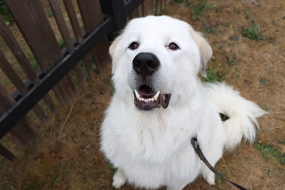 Barking Great Pyrenees