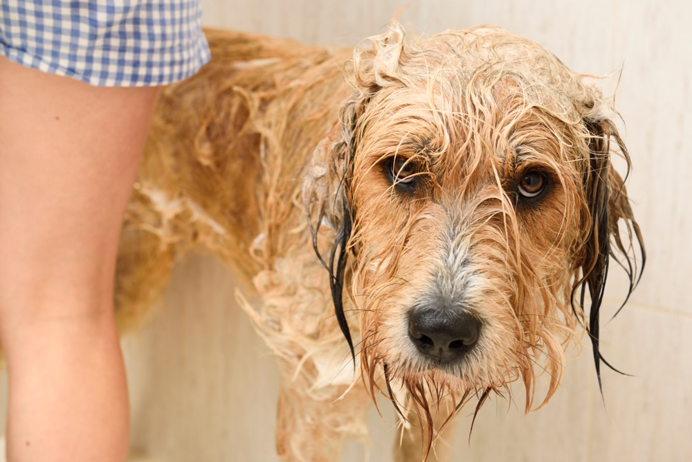 Bathing a Great Pyrenees