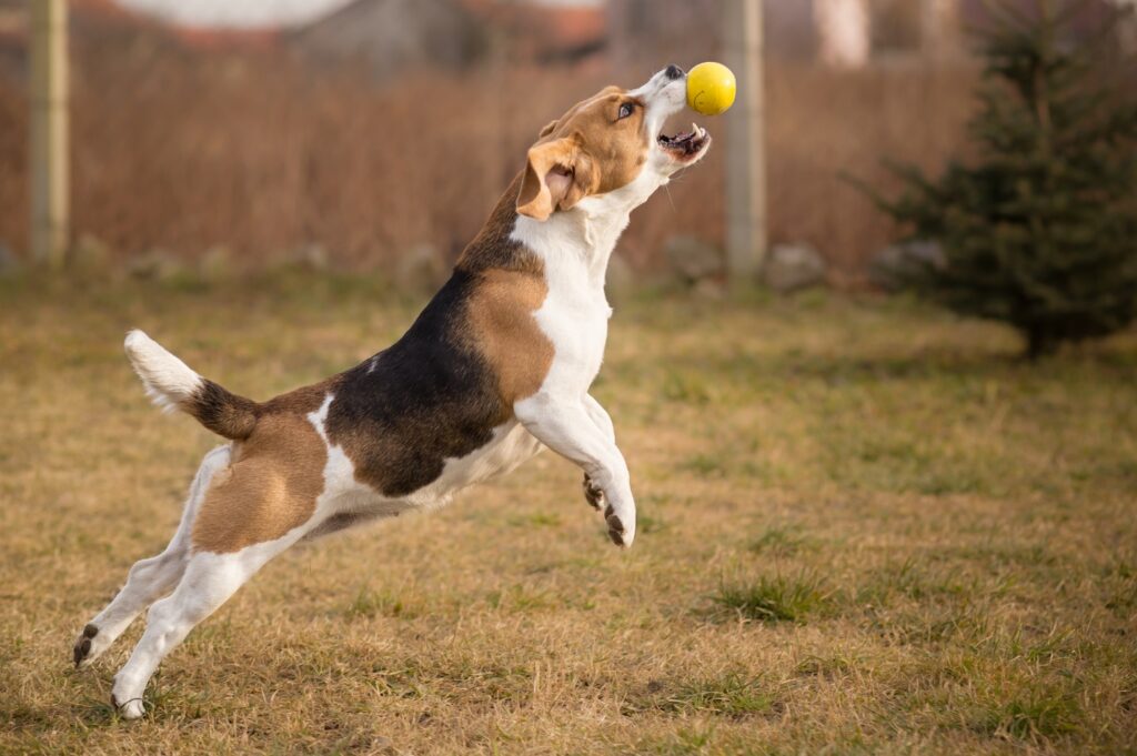 Beagle playing ball