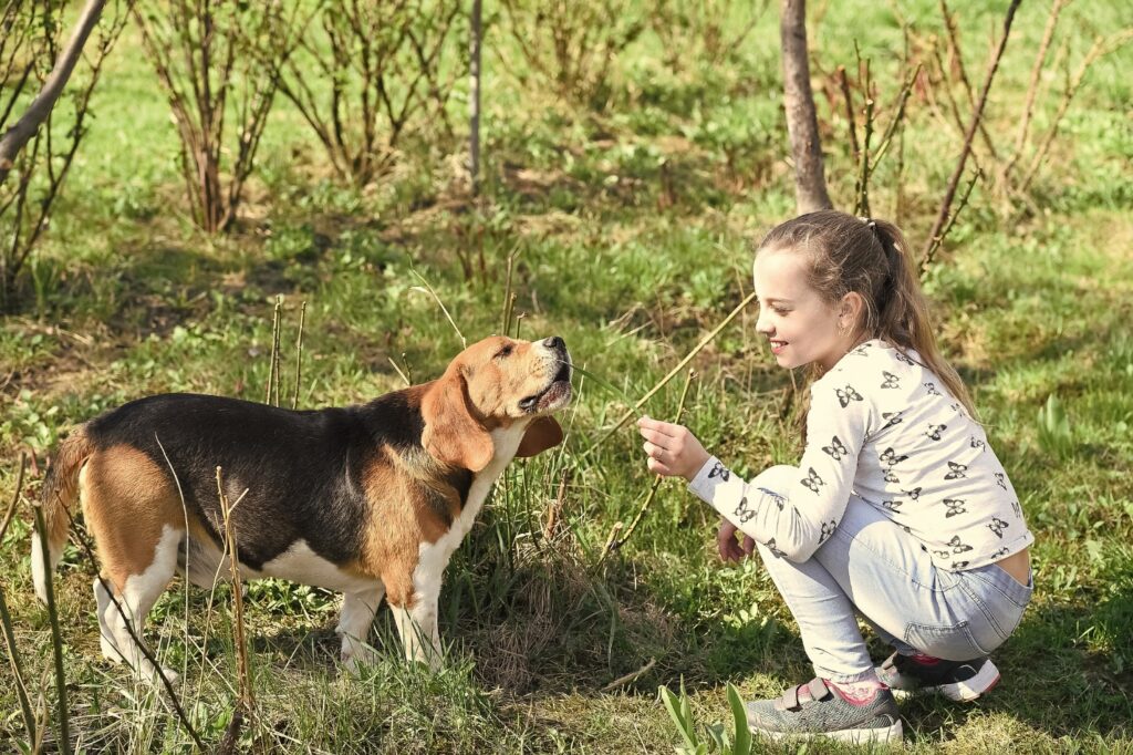 Beagle with little girl