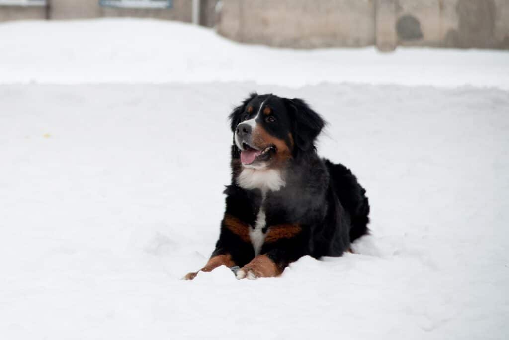 Bernese Mountain Dog lying on the snow