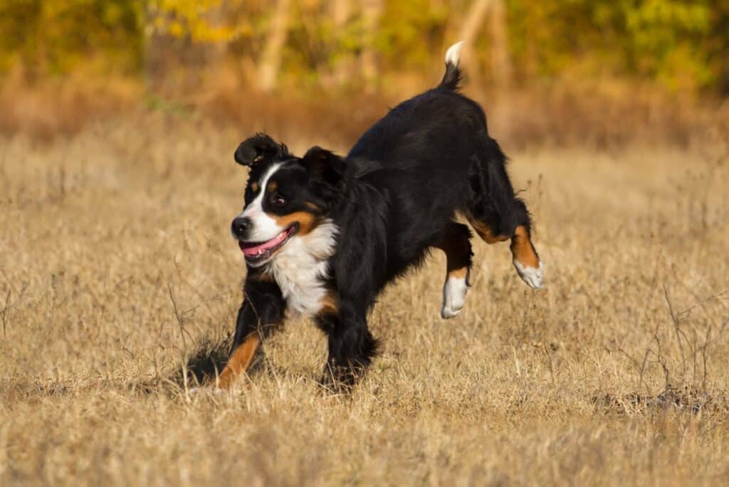 Bernese Mountain dog running