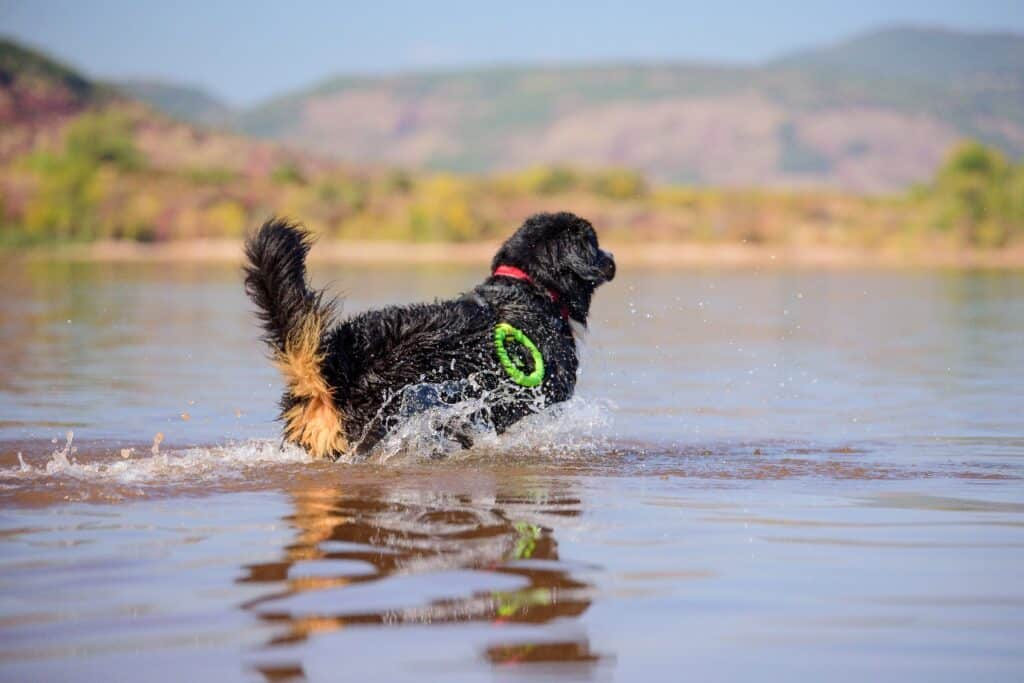Bernese Mountain Dog swimming