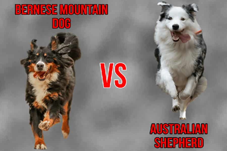 Bernese Mountain Dog Vs Australian Shepherd