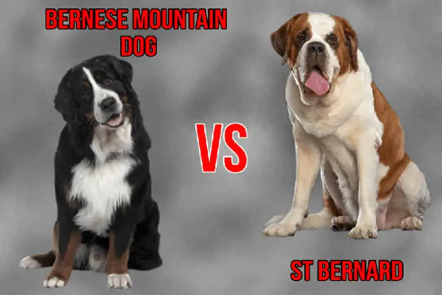 Bernese Mountain Dog Vs St Bernard