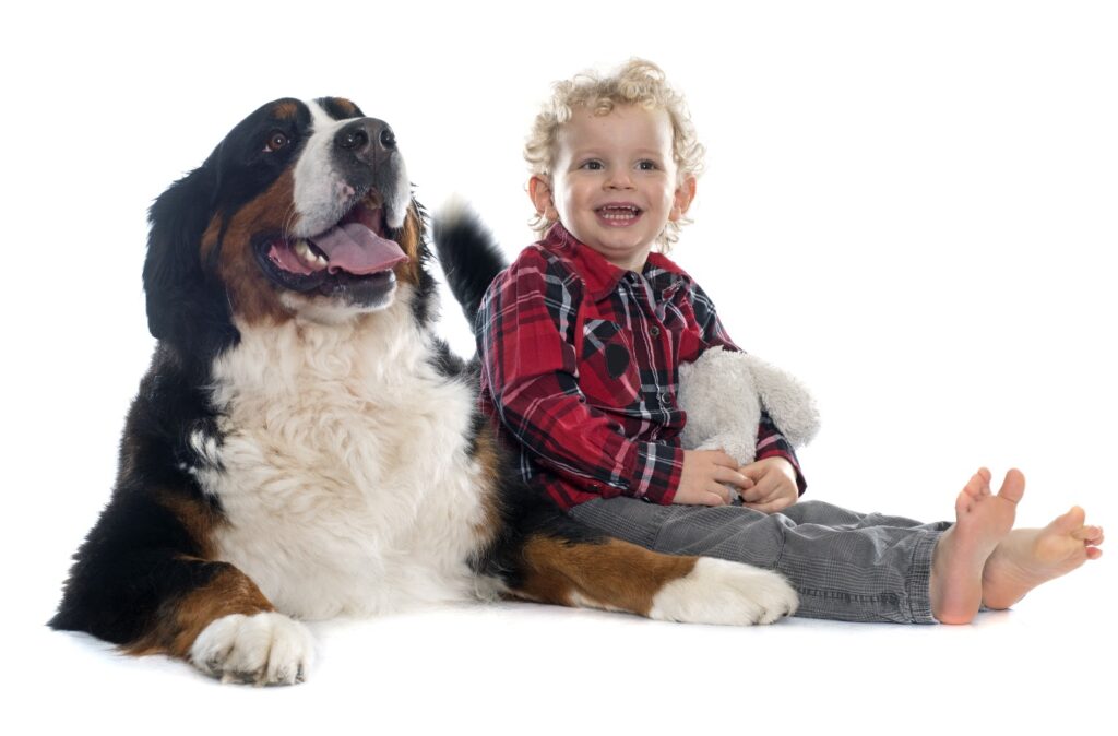 Bernese Mountain dog with boy