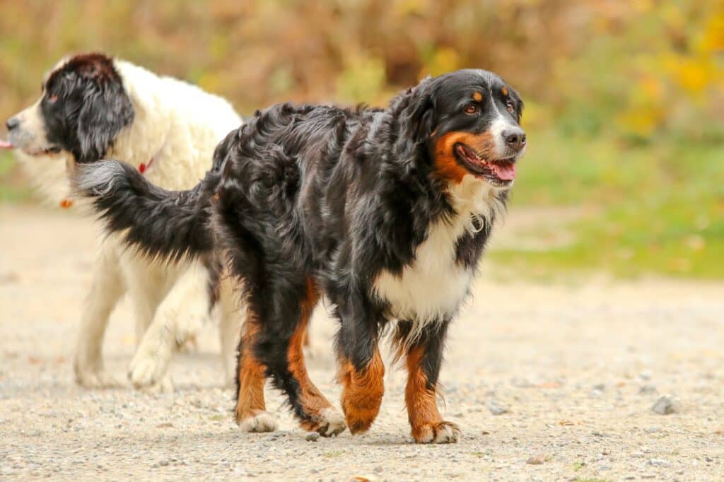 Bernese Mountain dog with other dog