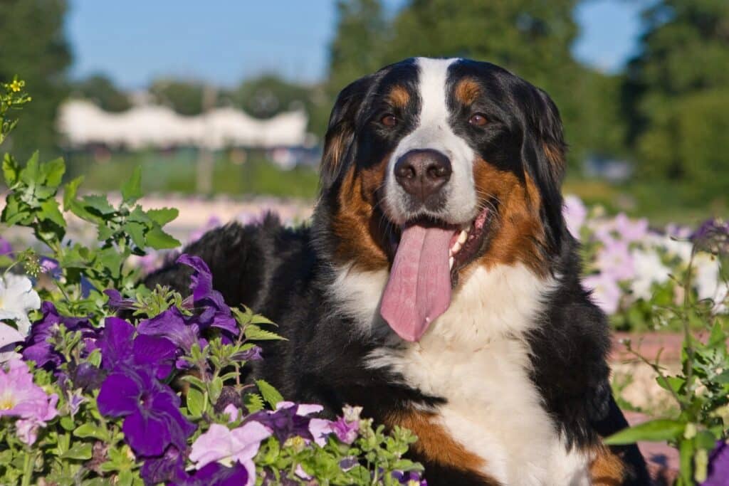 Bernese Mountain Dogs posing with flowers