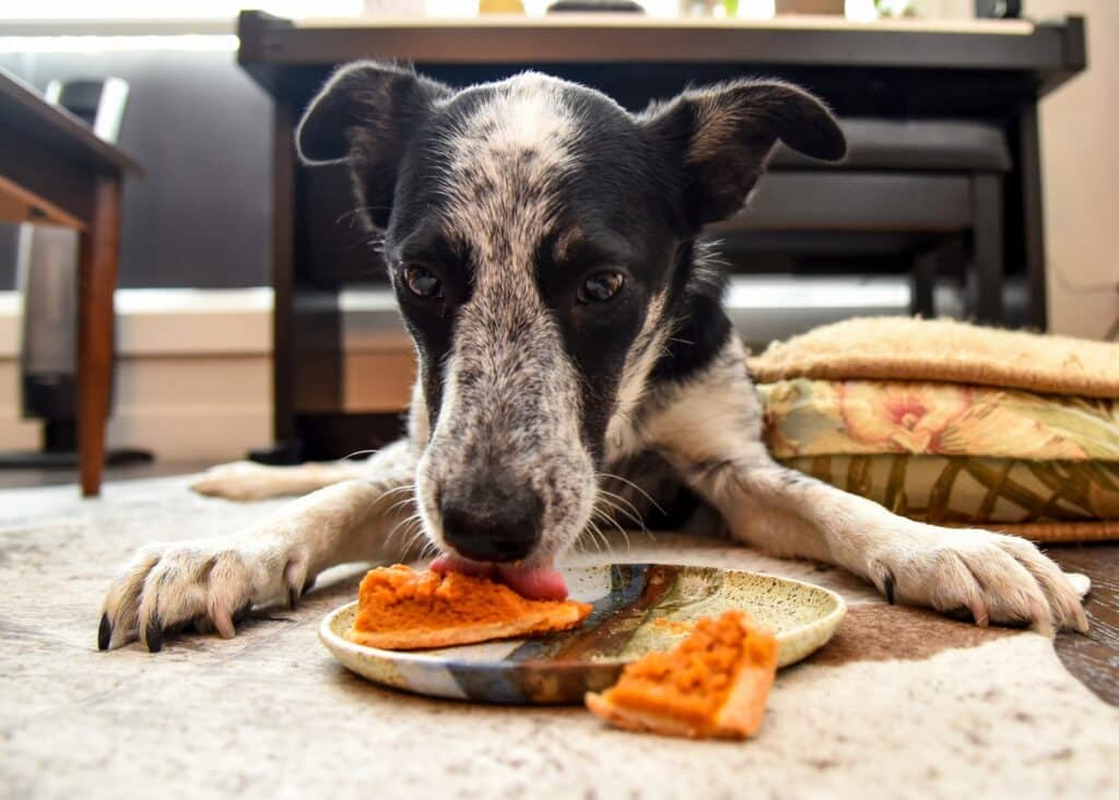 Blue Heeler eating food