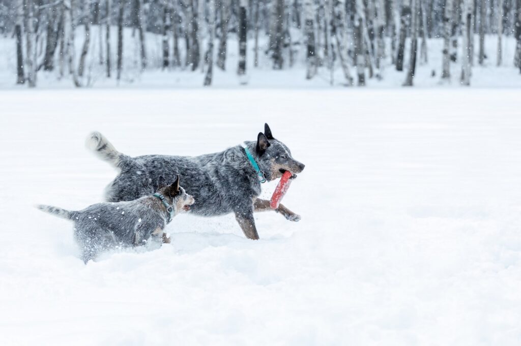 Blue Heeler exercising with dog