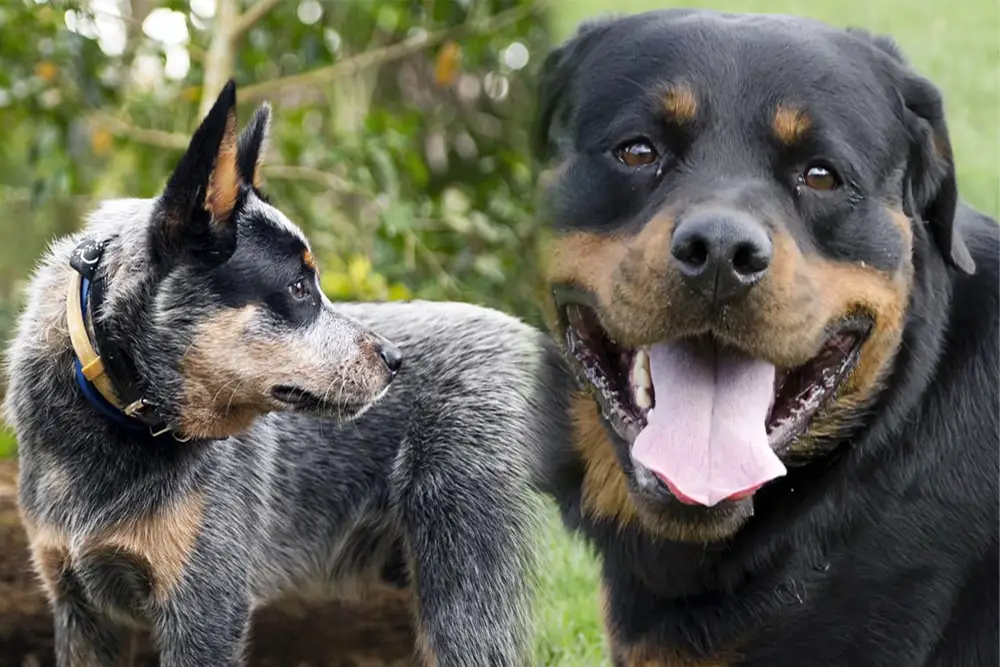 Blue Heeler Rottweiler Mix