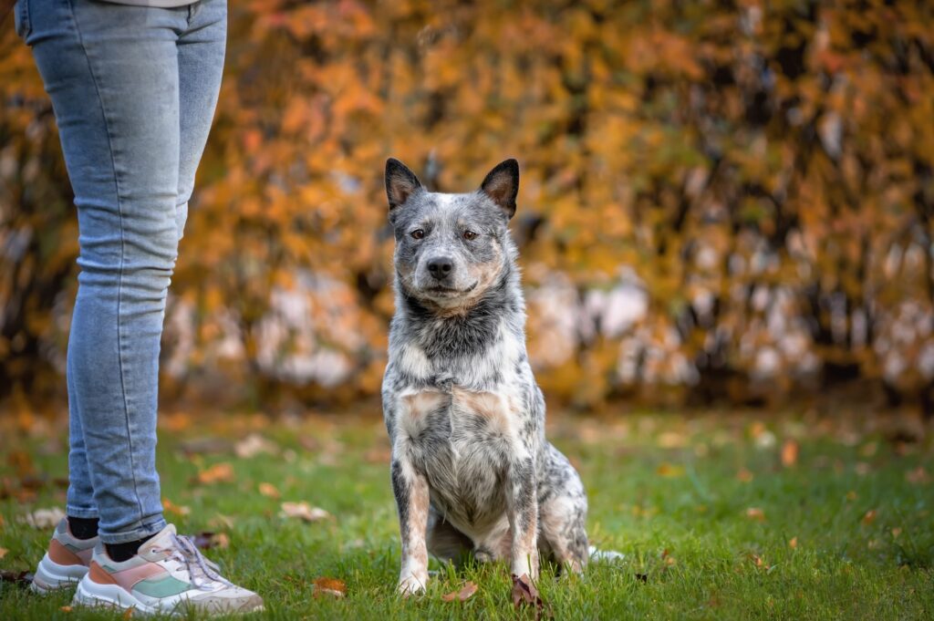 Blue Heeler training