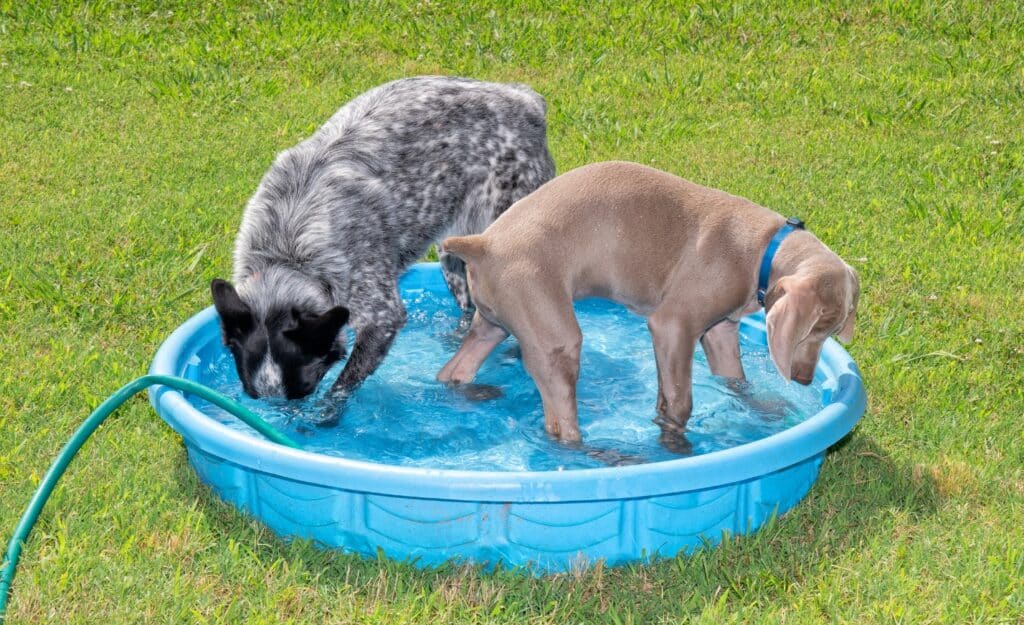 Blue heeler with dog