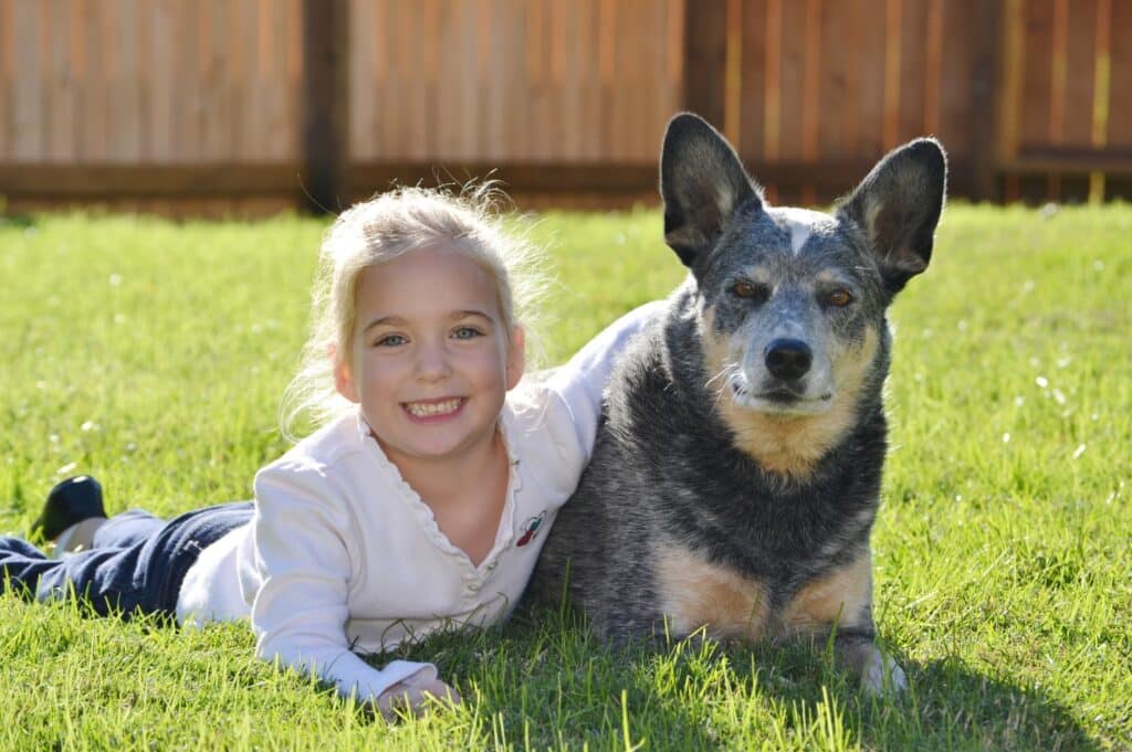 Blue Heeler with girl