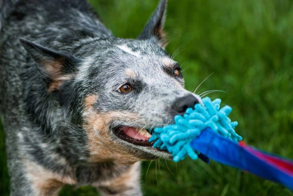 Blue heeler with toy