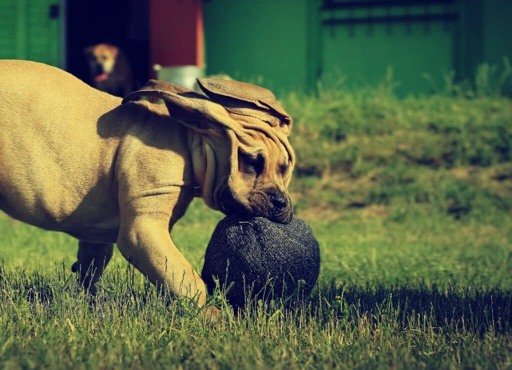 Boerboel chewing a ball