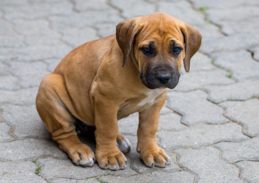 Boerboel puppy sitting on pavement