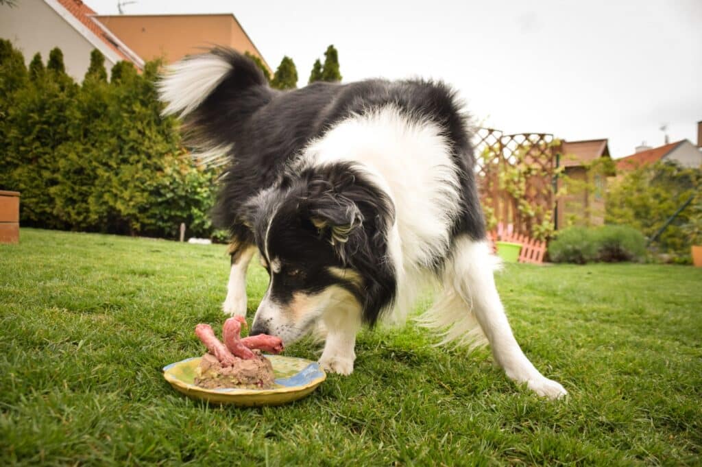 Border Collie eating meal