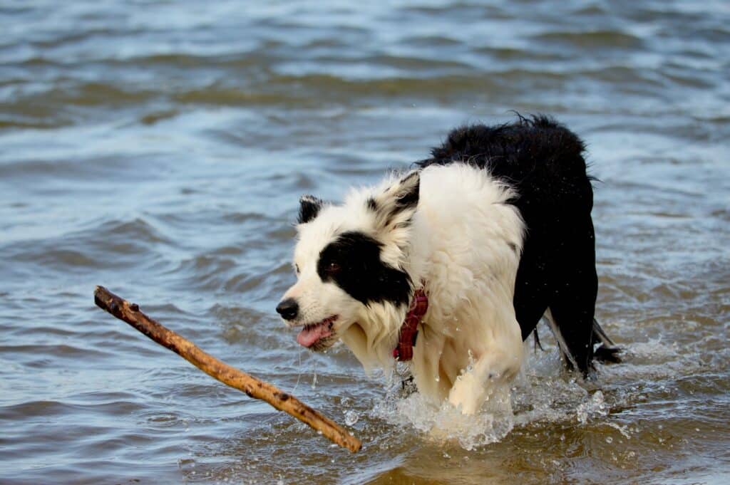 Border Collie playing in water