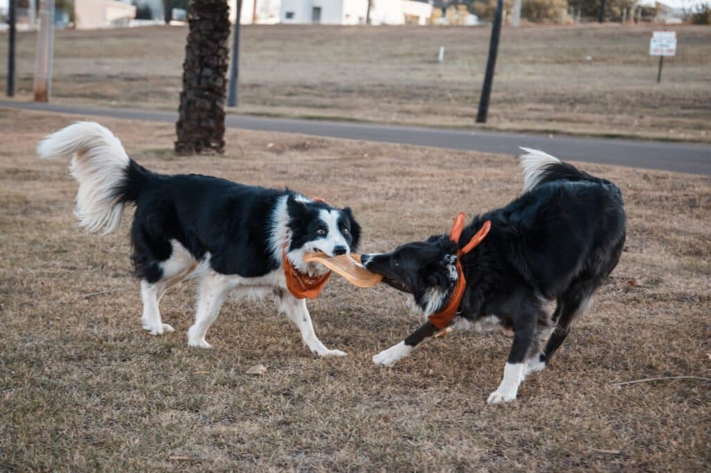 Border Collie playing with dog