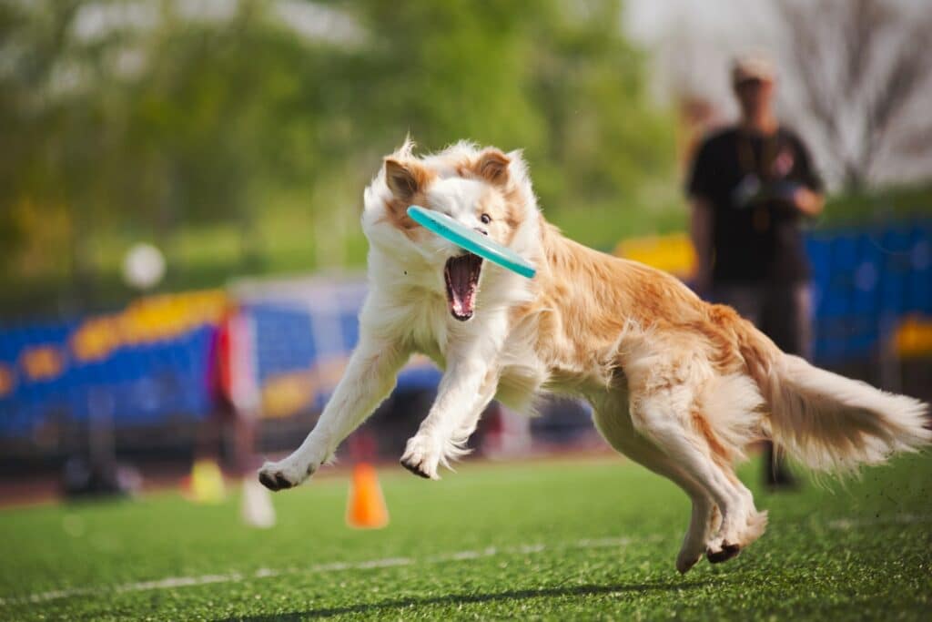 Border Collie playing with frisbee