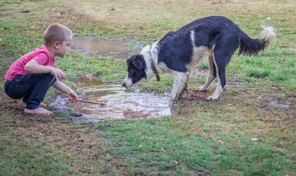 Border Collie with boy