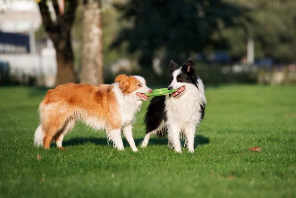 Border Collie with dog