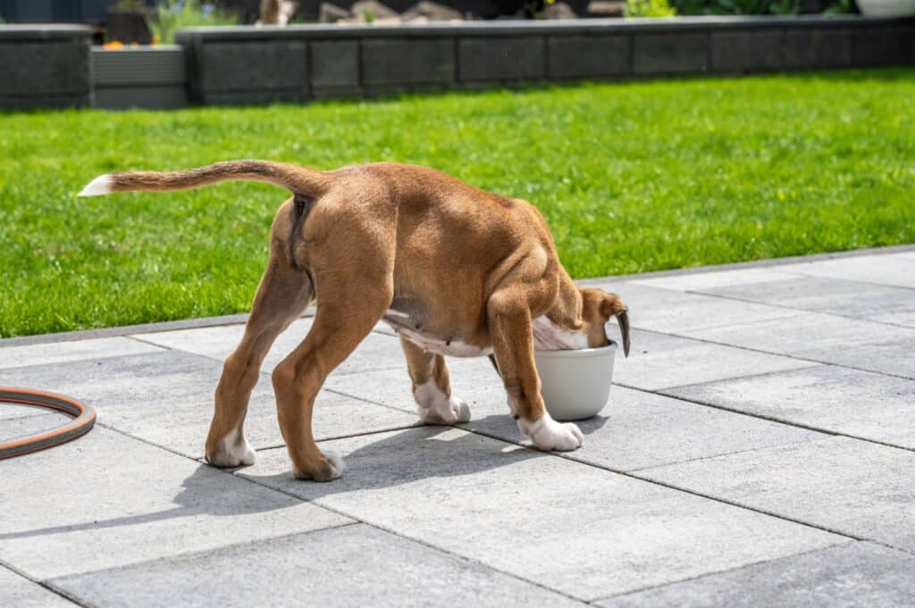 Boxer dog eating