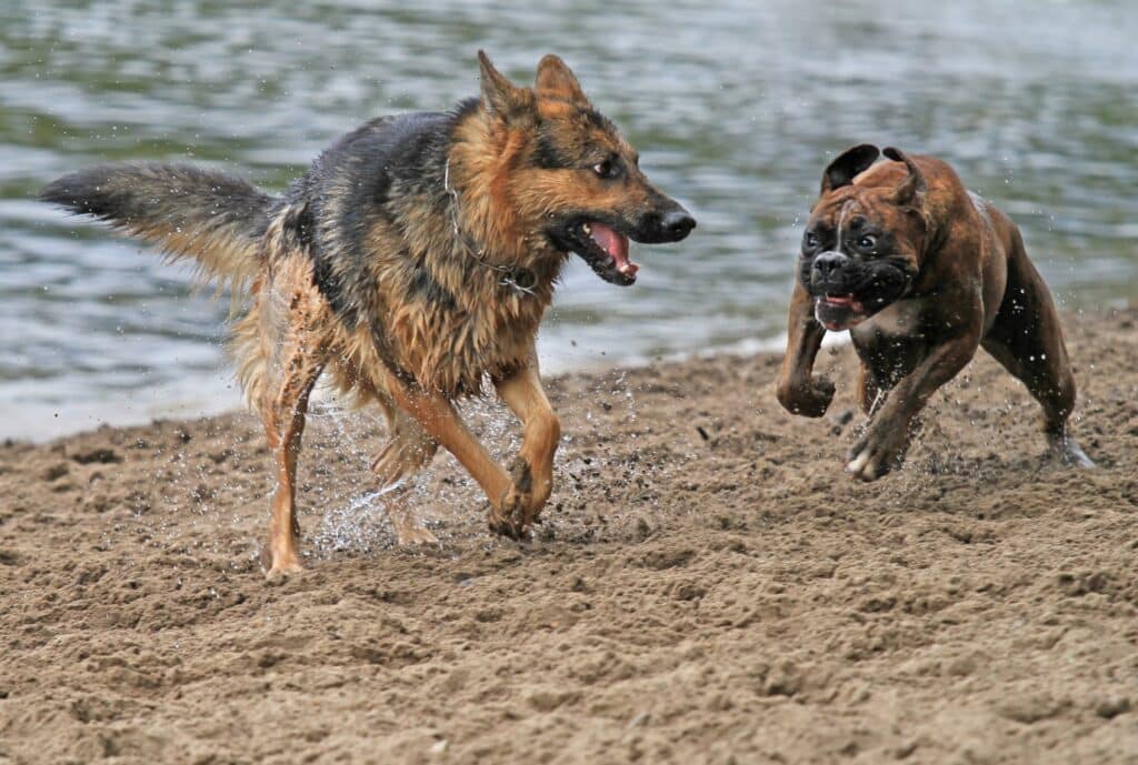 Boxer dog with german shepherd