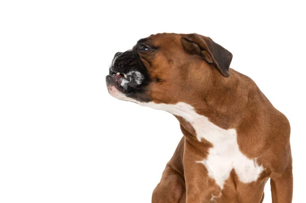Boxer drooling