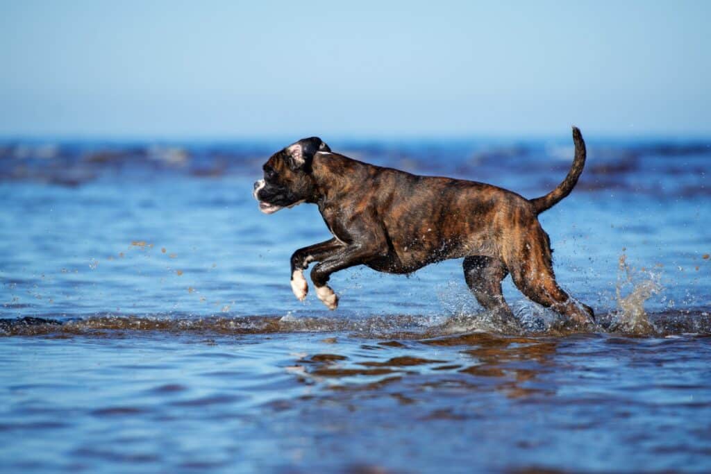 Boxer playing in water