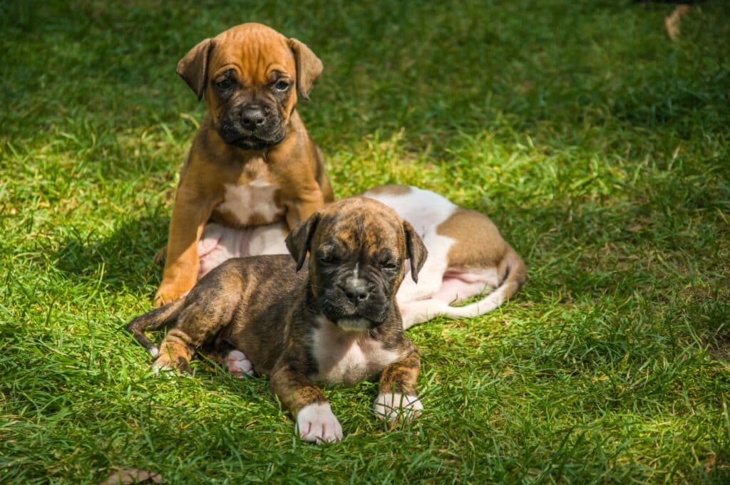 Boxer puppies on grass