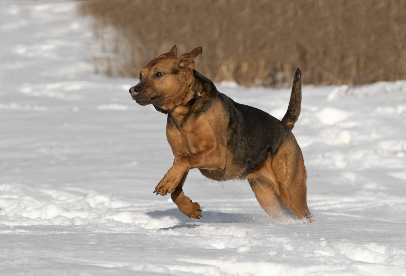 Boxer Shepherd mix dog running